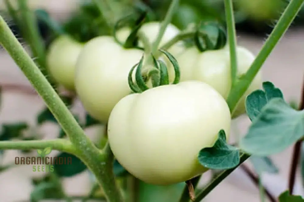 Tomato Great White Seeds For Gardening - High Yield Heirloom Quality Organic Essentials