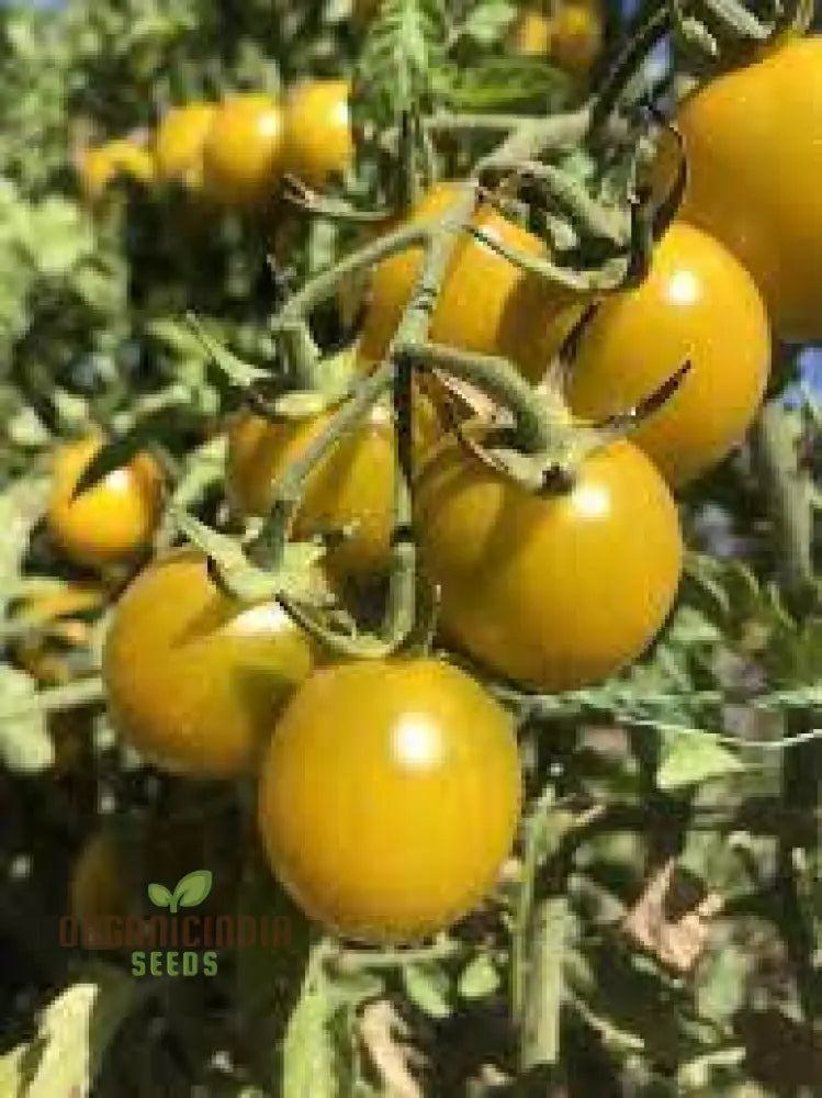 Tomato Green Grape Seeds - Premium Quality For Successful Gardening