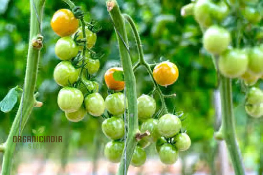 Tomato Green Grape Seeds - Premium Quality For Successful Gardening