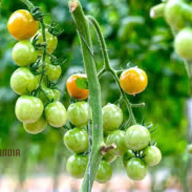 Tomato Green Grape Seeds - Premium Quality For Successful Gardening