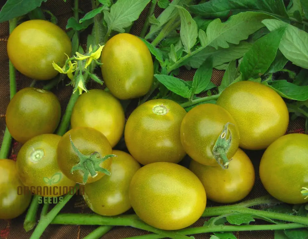 Tomato Green Grape Seeds - Premium Quality For Successful Gardening