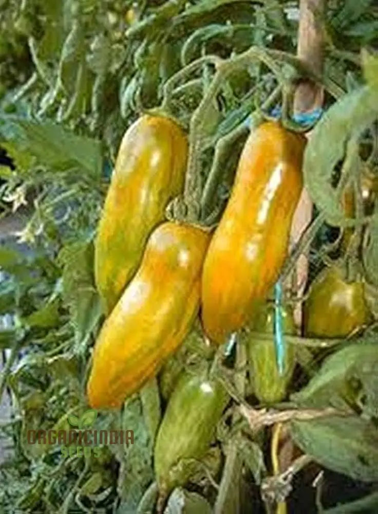 Tomato Green Sausage Seeds For Planting Premium Gardening | Buy Online