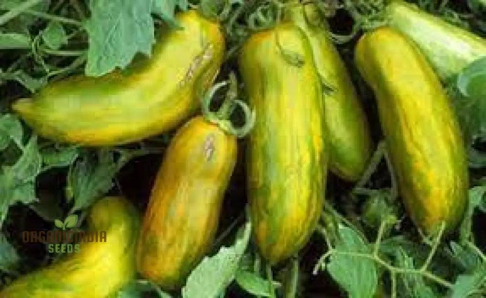 Tomato Green Sausage Seeds For Planting Premium Gardening | Buy Online