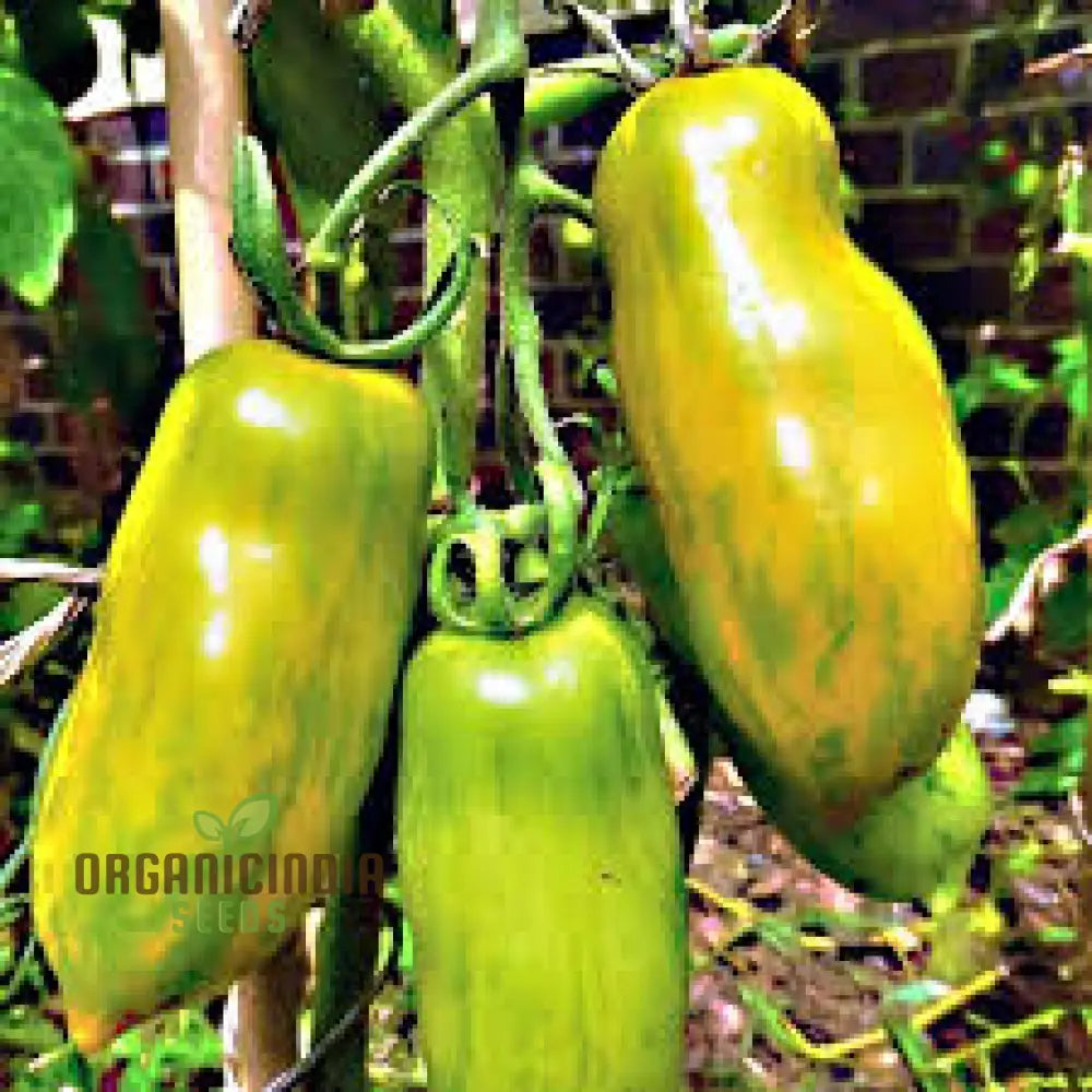 Tomato Green Sausage Seeds For Planting Premium Gardening | Buy Online