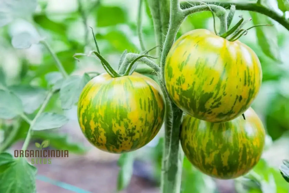 Tomato Green Zebra Seeds – Premium Quality For Your Gardening Needs | Buy Online