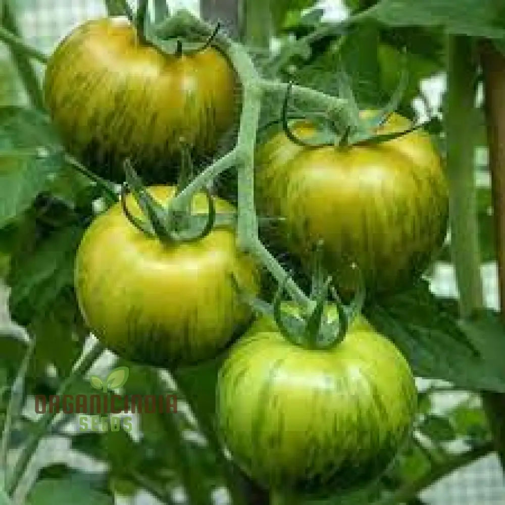 Tomato Green Zebra Seeds – Premium Quality For Your Gardening Needs | Buy Online