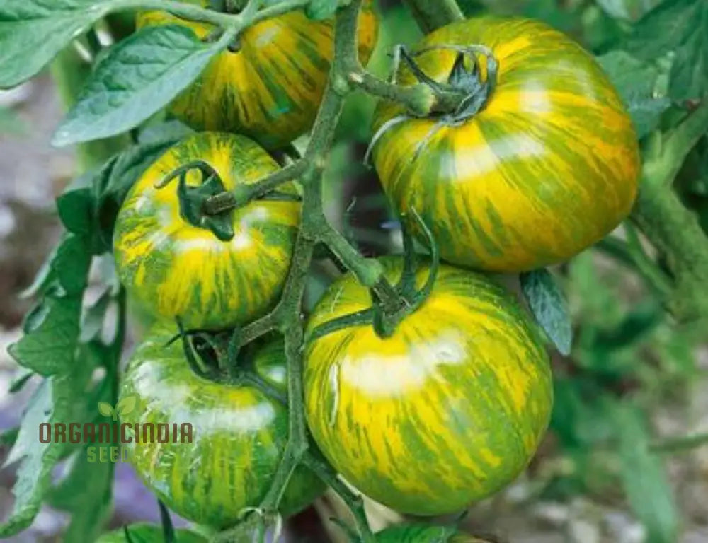 Tomato Green Zebra Seeds â€“ Premium Quality For Your Gardening Needs | Buy Online