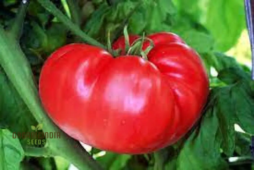 Tomato Henderson’s Winsall Seeds - Premium Quality For Expert Gardening