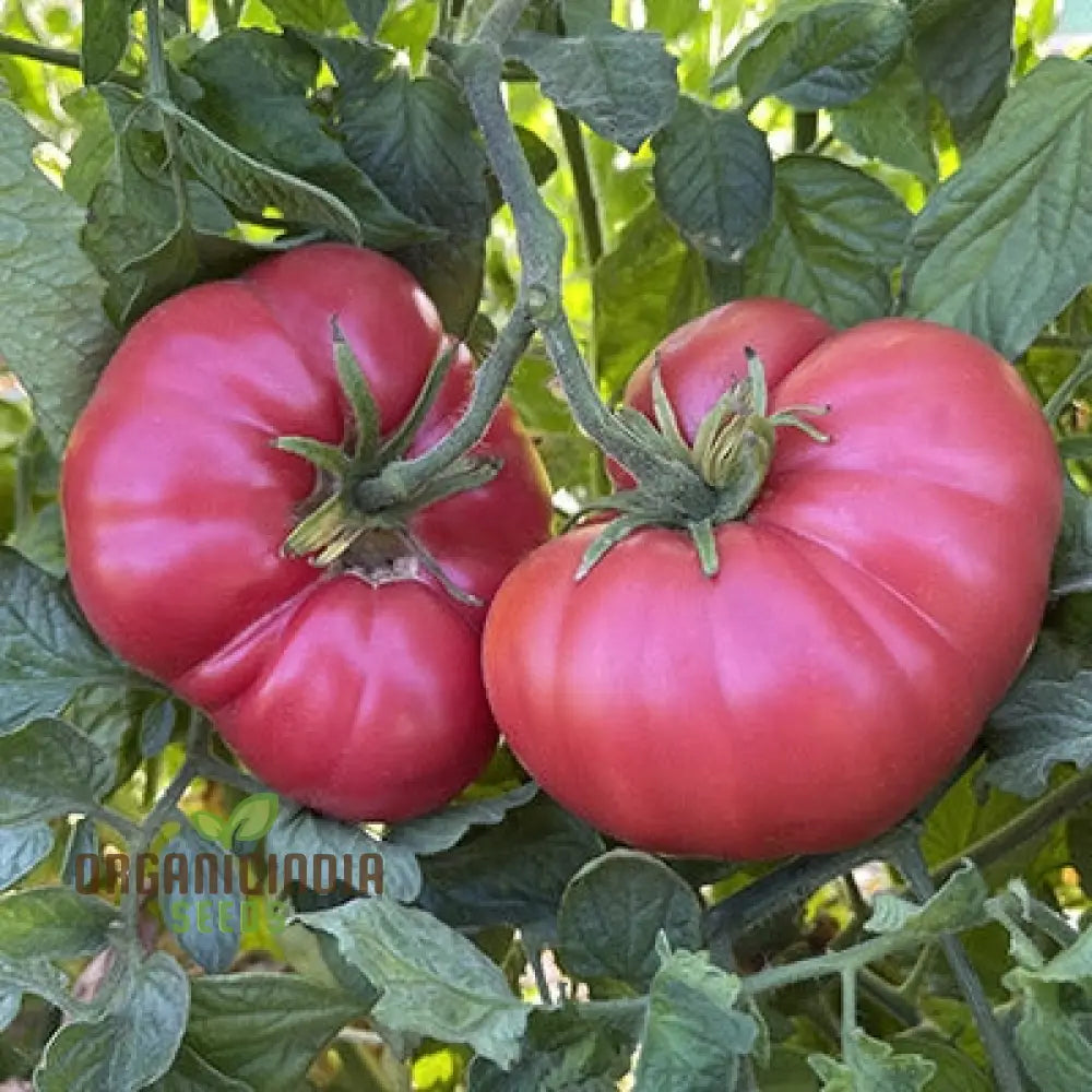 Tomato Henderson’s Winsall Seeds - Premium Quality For Expert Gardening