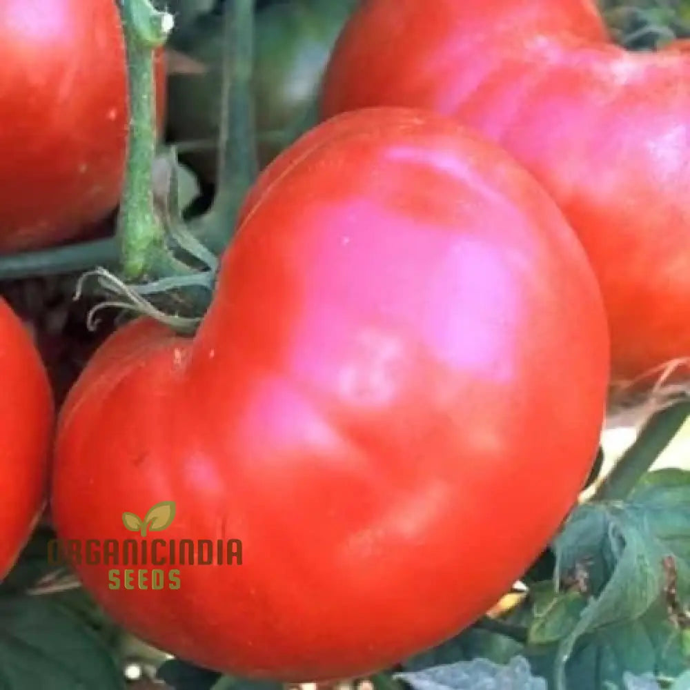 Tomato Henderson’s Winsall Seeds - Premium Quality For Expert Gardening