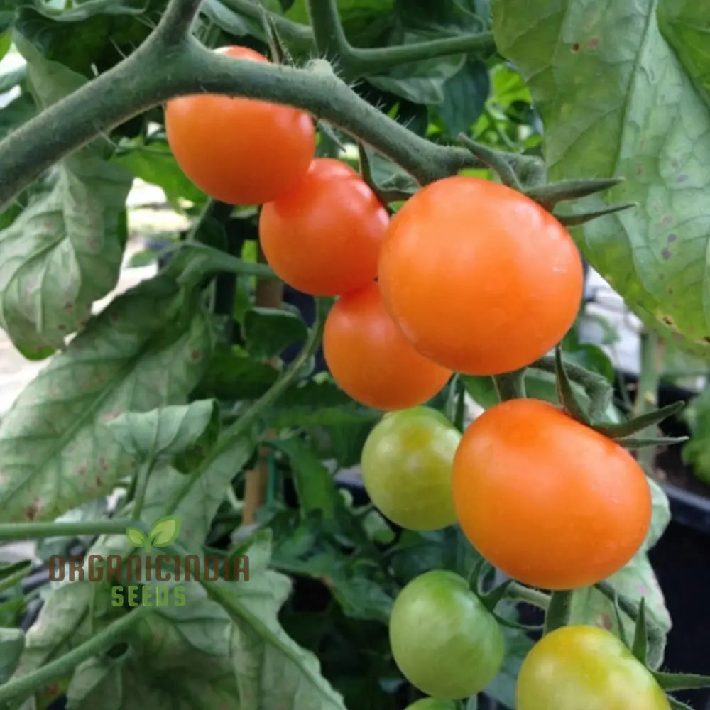 Tomato Honeycomb Vegetable Seeds High-Yield Sweet Flavor Ideal For Home Gardens