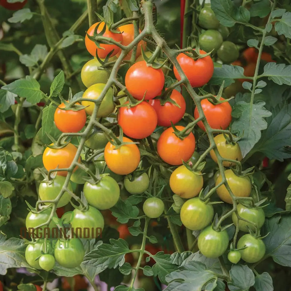 Tomato Honeycomb Vegetable Seeds High-Yield Sweet Flavor Ideal For Home Gardens