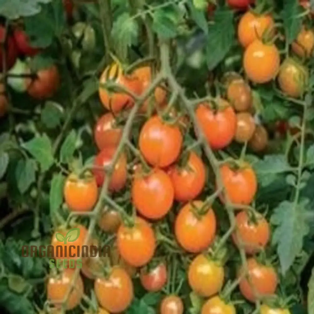 Tomato Honeycomb Vegetable Seeds High-Yield Sweet Flavor Ideal For Home Gardens