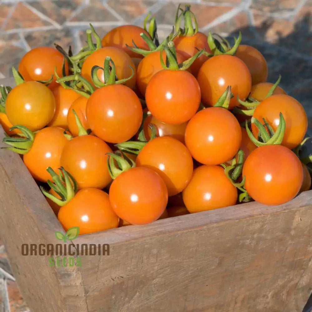 Tomato Honeycomb Vegetable Seeds High-Yield Sweet Flavor Ideal For Home Gardens