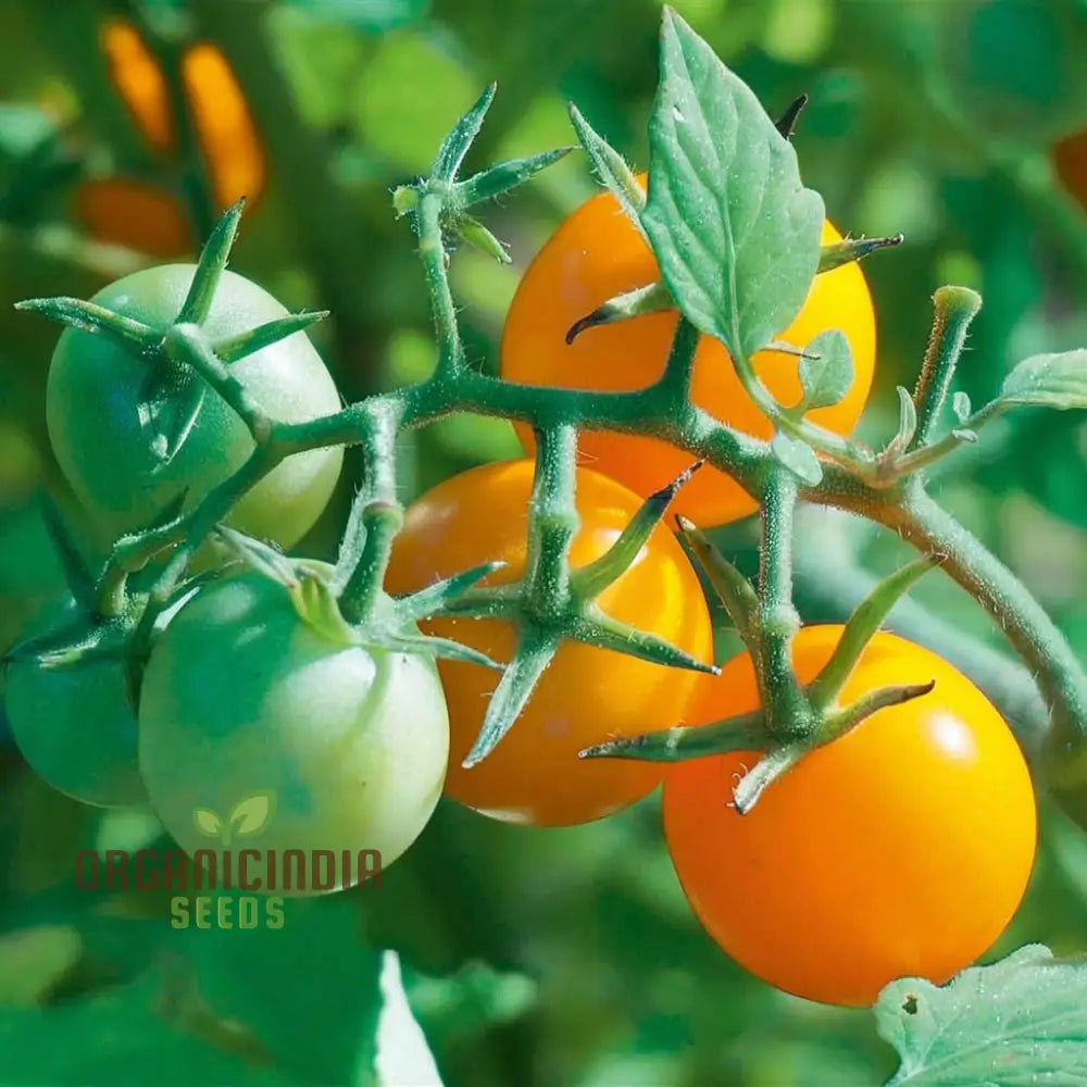 Tomato Honeycomb Vegetable Seeds High-Yield Sweet Flavor Ideal For Home Gardens