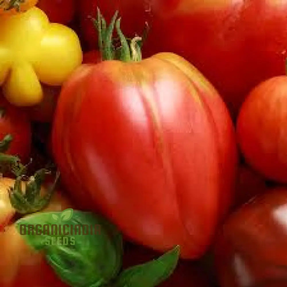 Tomato Hungarian Heart Seeds For Planting– Premium Quality Gardening Enthusiasts