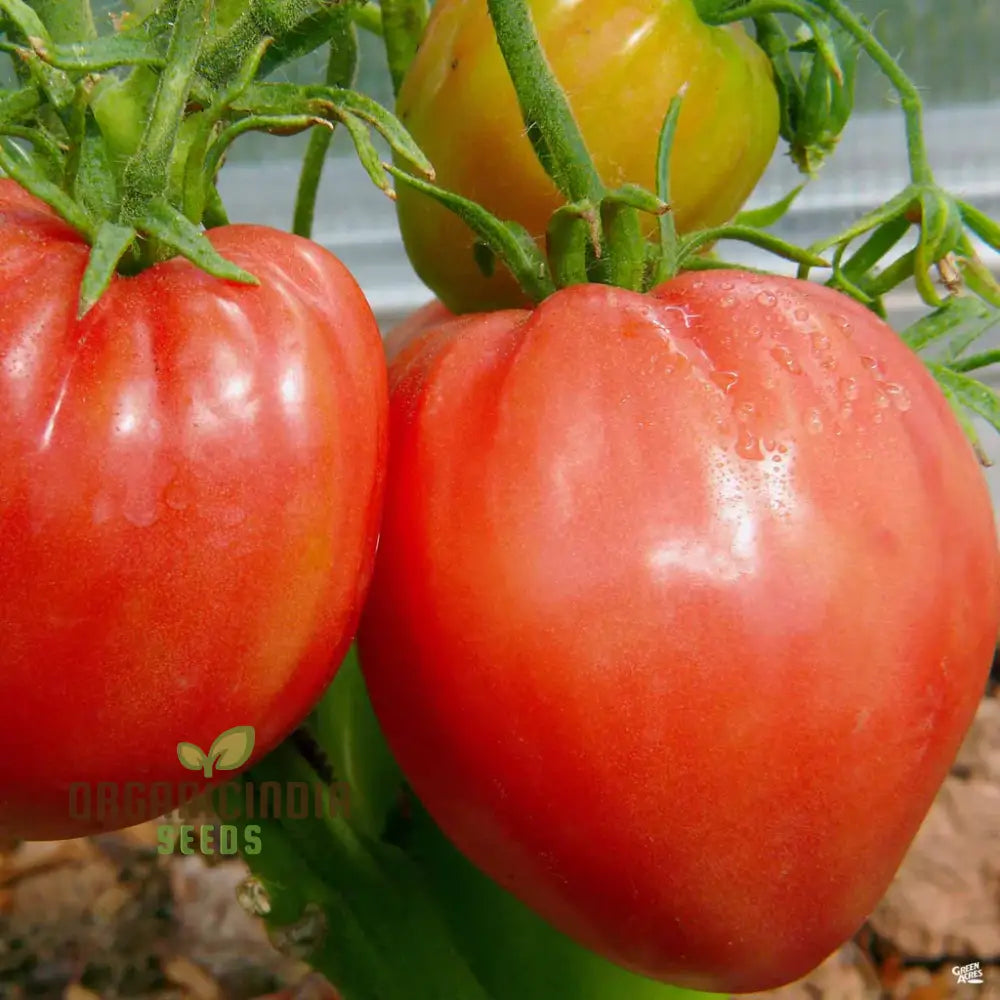 Tomato Hungarian Heart Seeds For Plantingâ€“ Premium Quality Gardening Enthusiasts