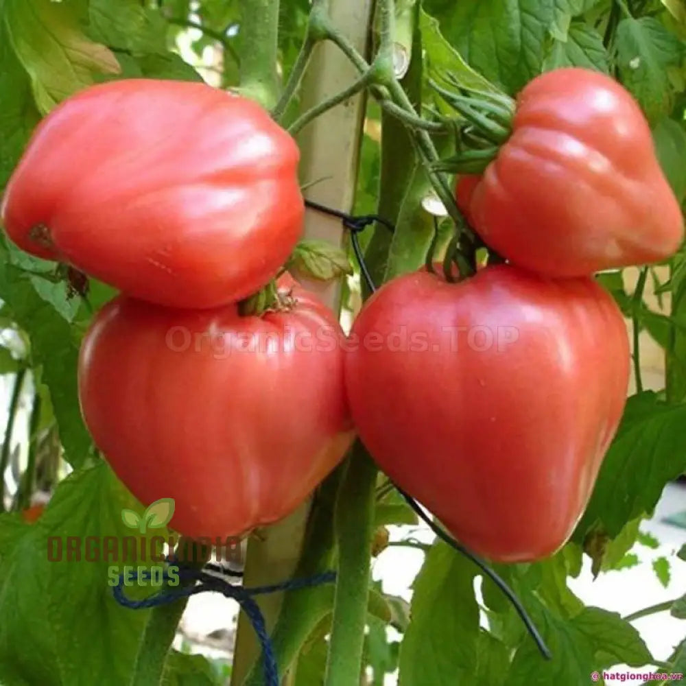 Tomato Hungarian Heart Seeds For Planting– Premium Quality Gardening Enthusiasts