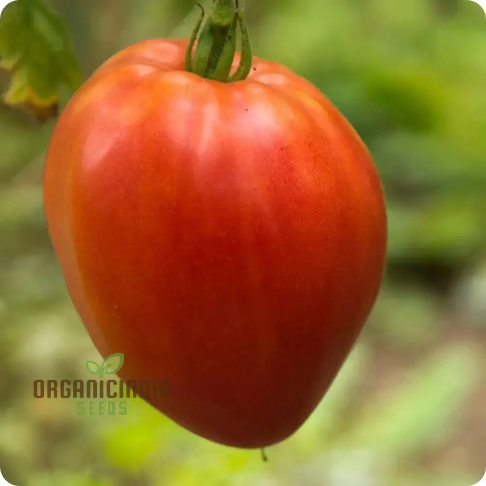 Tomato Hungarian Heart Seeds For Planting– Premium Quality Gardening Enthusiasts