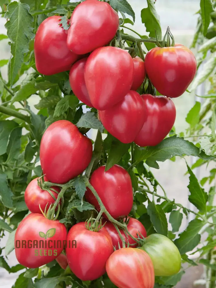 Tomato Hungarian Heart Seeds For Planting– Premium Quality Gardening Enthusiasts