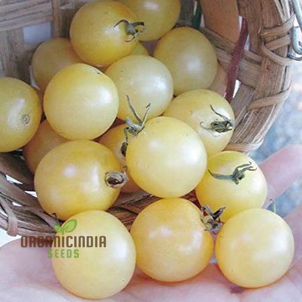 Tomato - Ice Vegetable Seeds For Planting High-Quality For Refreshing Garden Tomatoes