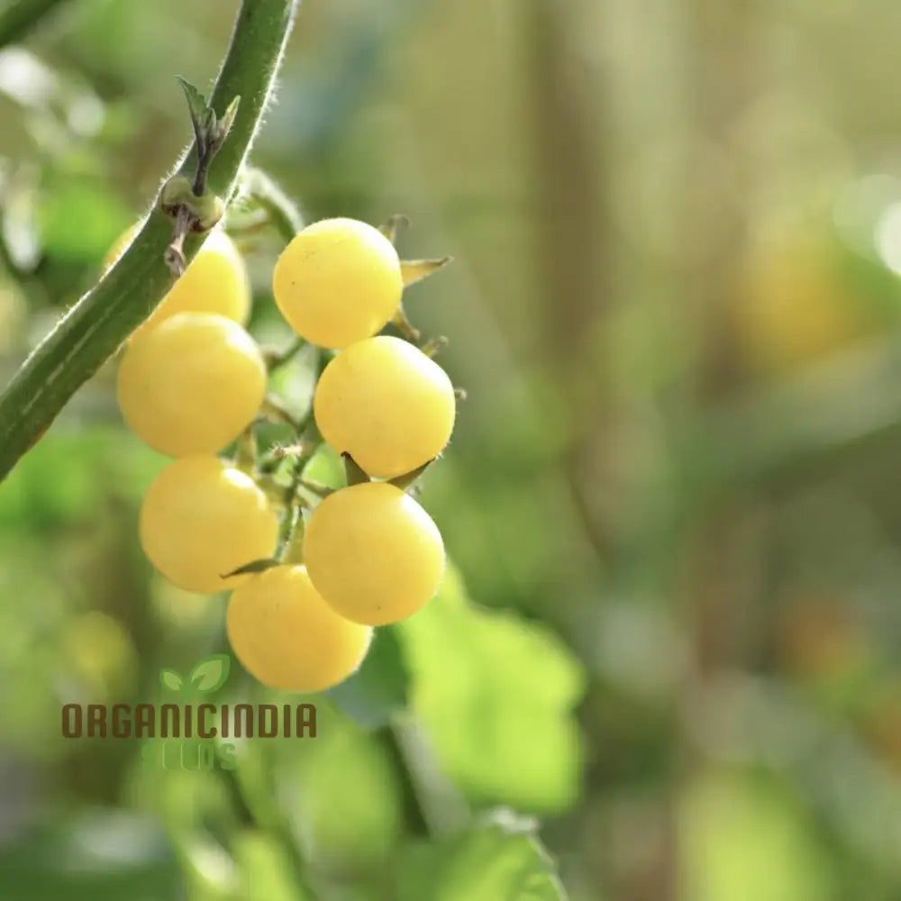 Tomato - Ice Vegetable Seeds For Planting High-Quality For Refreshing Garden Tomatoes