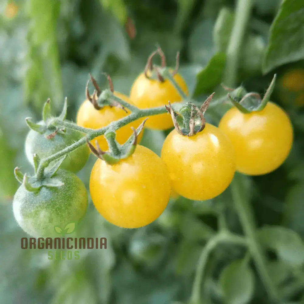 Tomato - Ice Vegetable Seeds For Planting High-Quality For Refreshing Garden Tomatoes