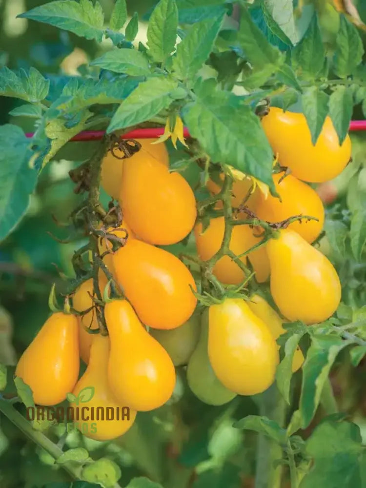 Tomato Ildi Seeds - Premium Quality For Thriving Garden Growth