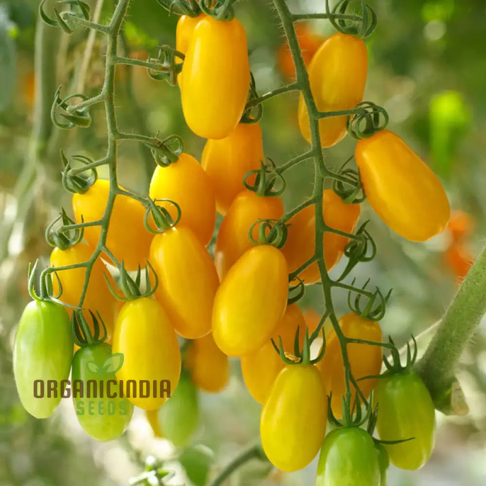 Tomato Ildi Seeds - Premium Quality For Thriving Garden Growth