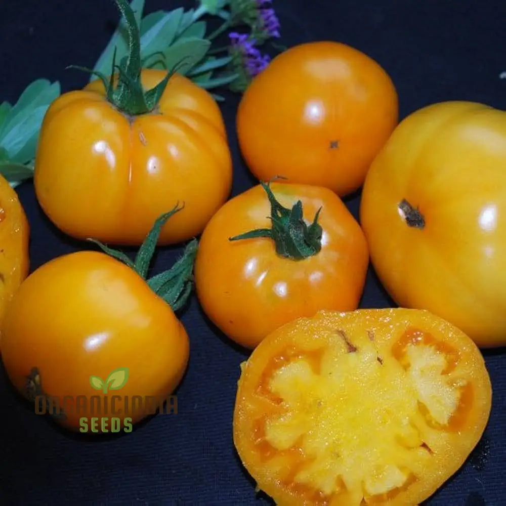 Tomato Ilseâ€™s Yellow Latvian Seeds For Planting - Premium Gardening For Vibrant Harvests