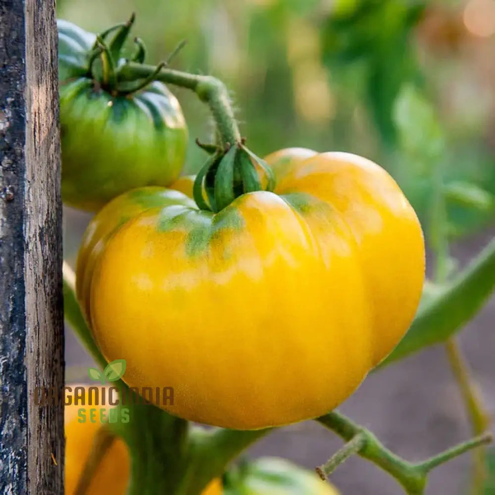 Tomato Ilse’s Yellow Latvian Seeds For Planting - Premium Gardening For Vibrant Harvests