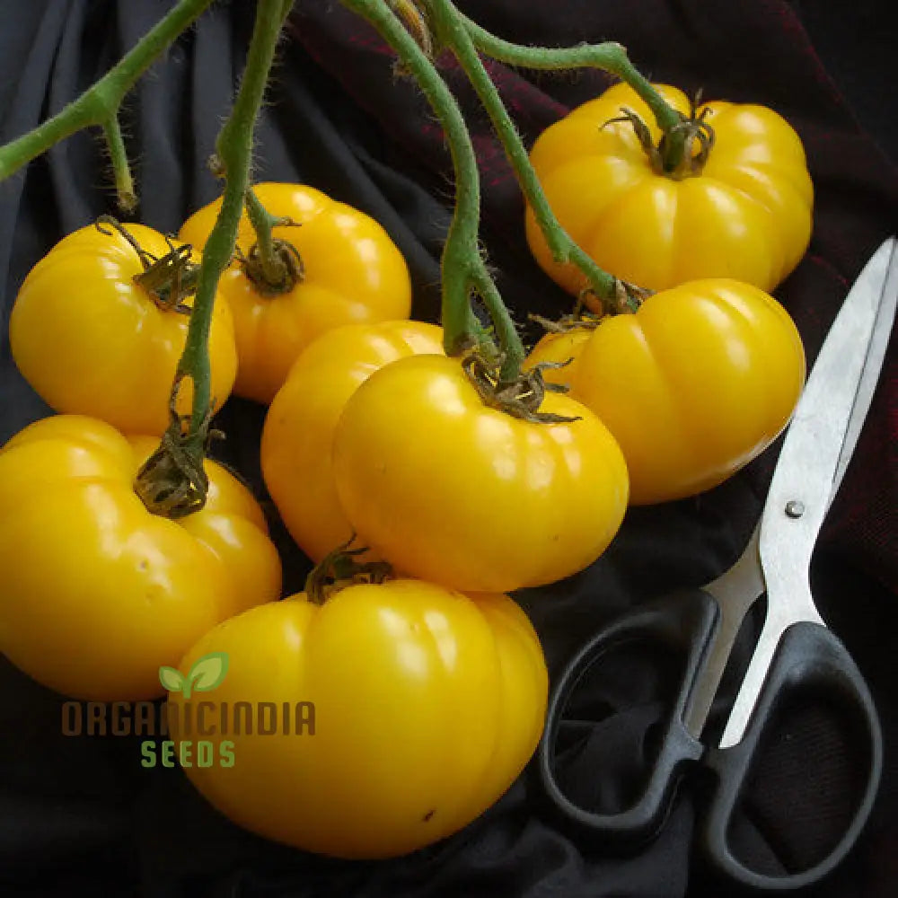 Tomato Ilseâ€™s Yellow Latvian Seeds For Planting - Premium Gardening For Vibrant Harvests