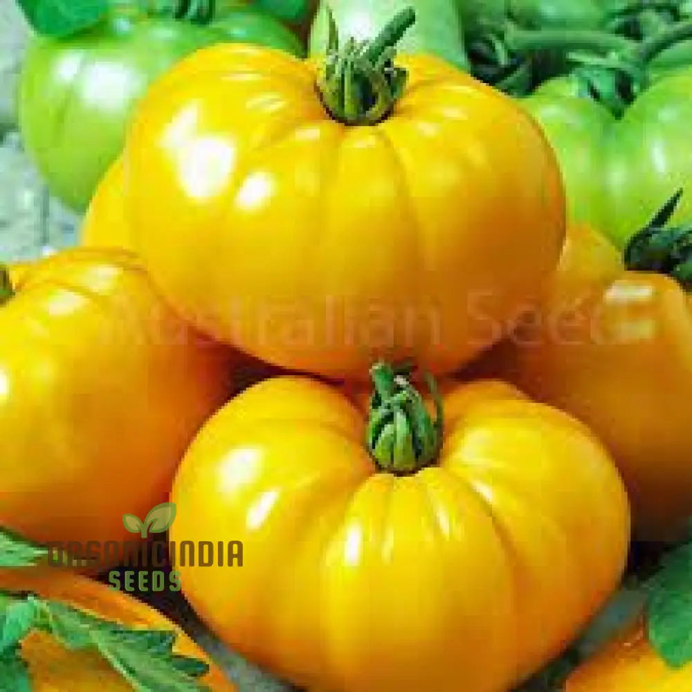 Tomato Ilseâ€™s Yellow Latvian Seeds For Planting - Premium Gardening For Vibrant Harvests