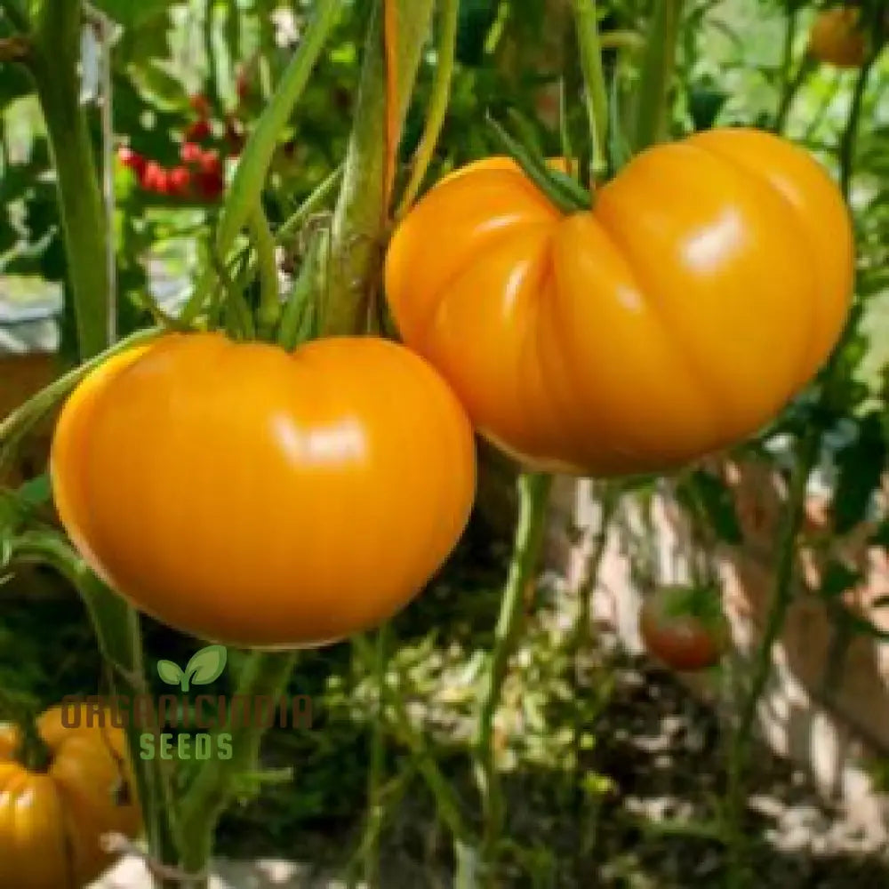 Tomato Ilse’s Yellow Latvian Seeds For Planting - Premium Gardening For Vibrant Harvests