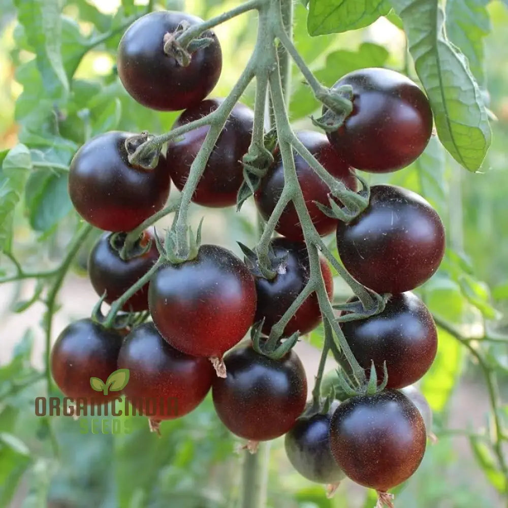 Tomato Indigo Cherry Drops Seeds - Premium Quality For Gardening