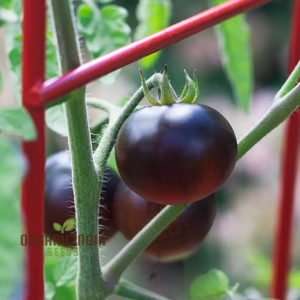 Tomato Indigo Cherry Drops Seeds - Premium Quality For Gardening