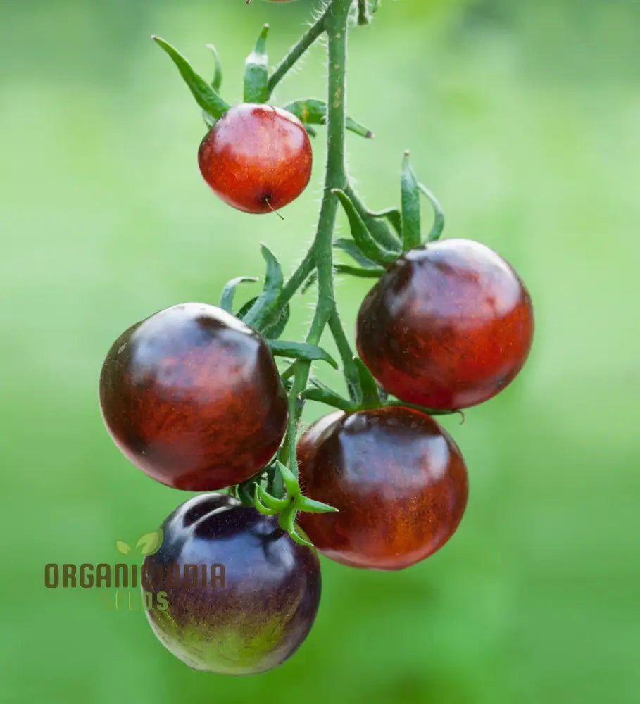 Tomato Indigo Cherry Drops Seeds - Premium Quality For Gardening