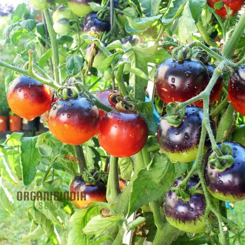 Tomato Indigo Cherry Drops Seeds - Premium Quality For Gardening