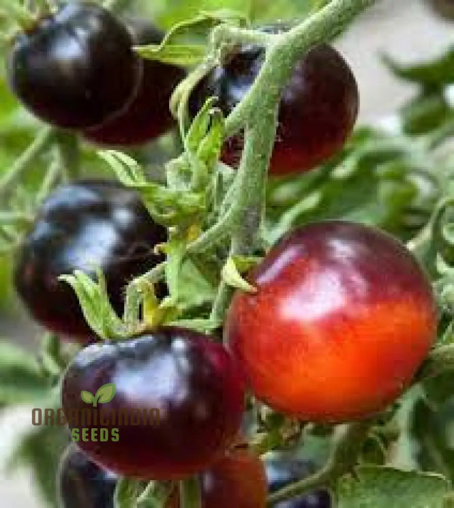 Tomato Indigo Cherry Drops Seeds - Premium Quality For Gardening