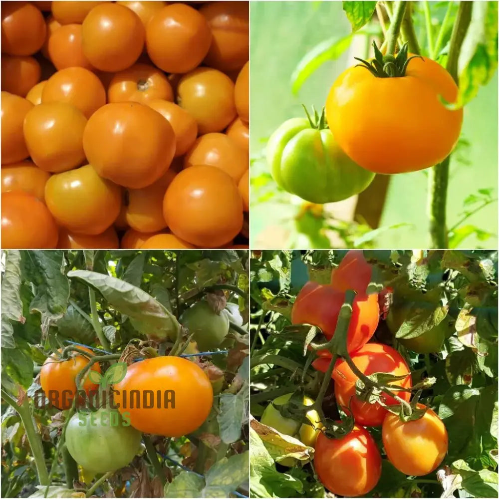 Tomato - Jaune Flamme Vegetable Seeds Grow Sweet And Juicy Yellow Tomatoes