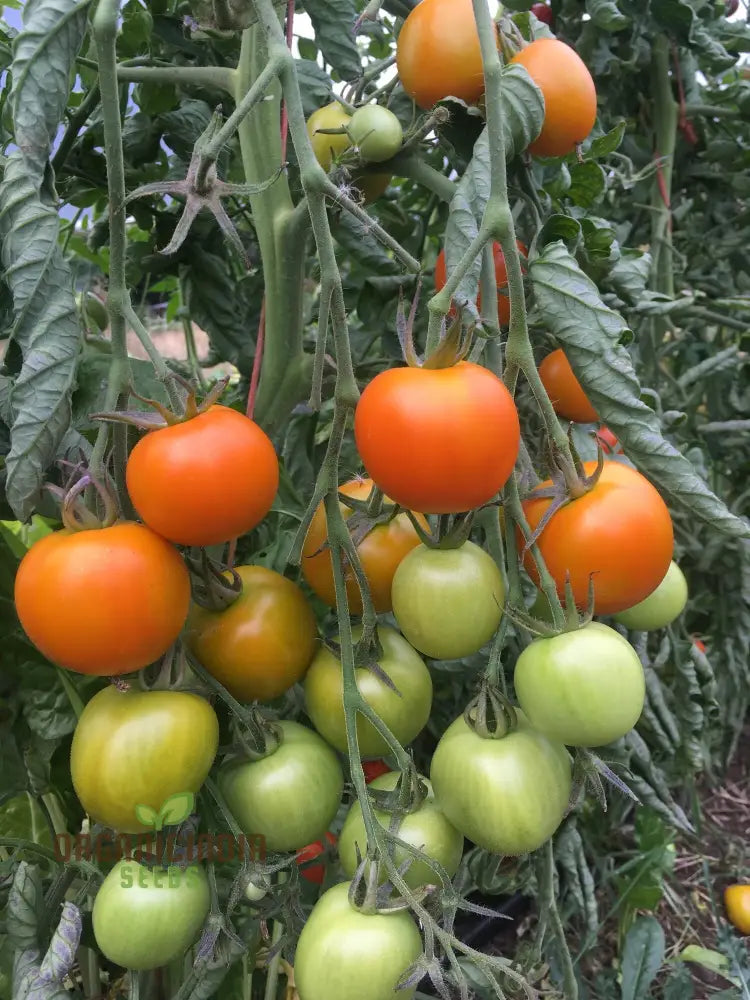 Tomato - Jaune Flamme Vegetable Seeds Grow Sweet And Juicy Yellow Tomatoes