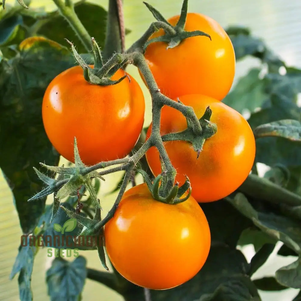 Tomato - Jaune Flamme Vegetable Seeds Grow Sweet And Juicy Yellow Tomatoes