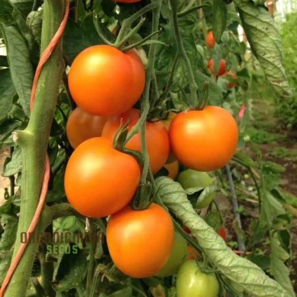 Tomato - Jaune Flamme Vegetable Seeds Grow Sweet And Juicy Yellow Tomatoes