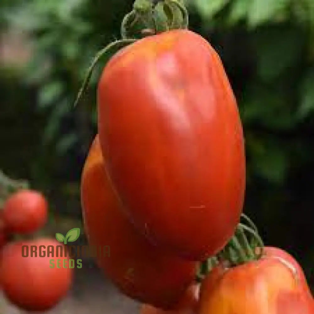 Tomato Jersey Devil Seeds For Planting- Premium Quality For Gardening