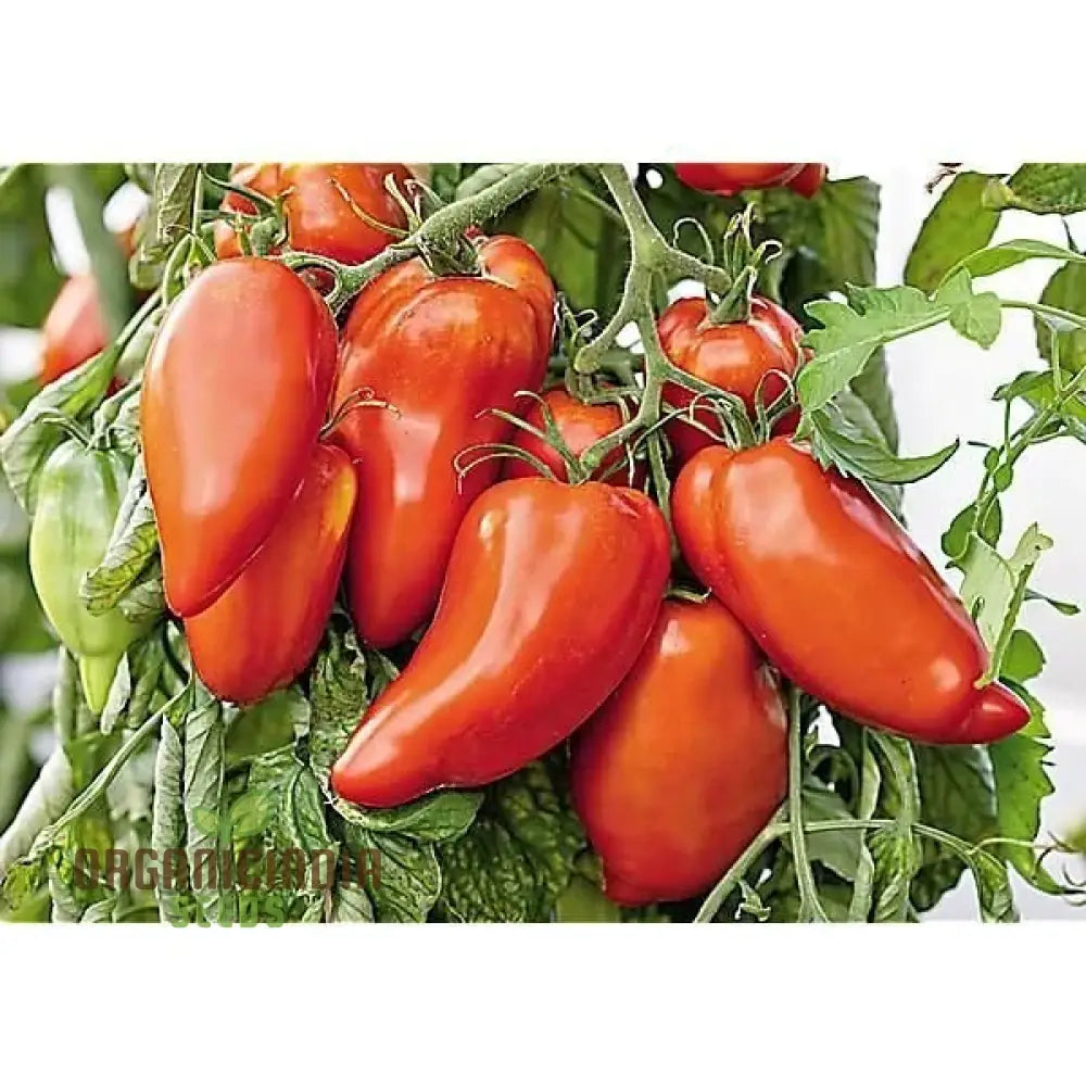 Tomato Jersey Devil Seeds For Planting- Premium Quality For Gardening