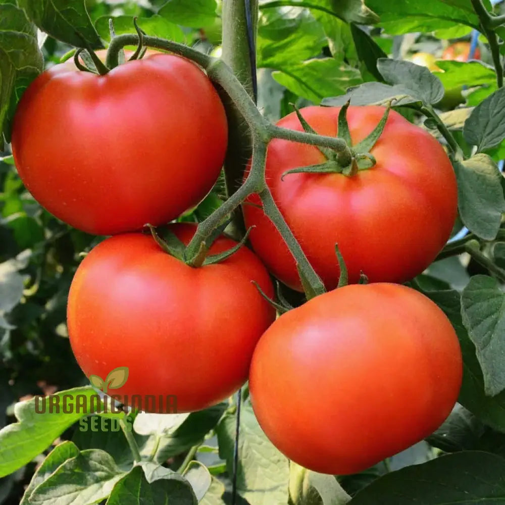 Tomato John Baer Seeds - Premium Heirloom For Exceptional Gardening Results Perfect Your Home