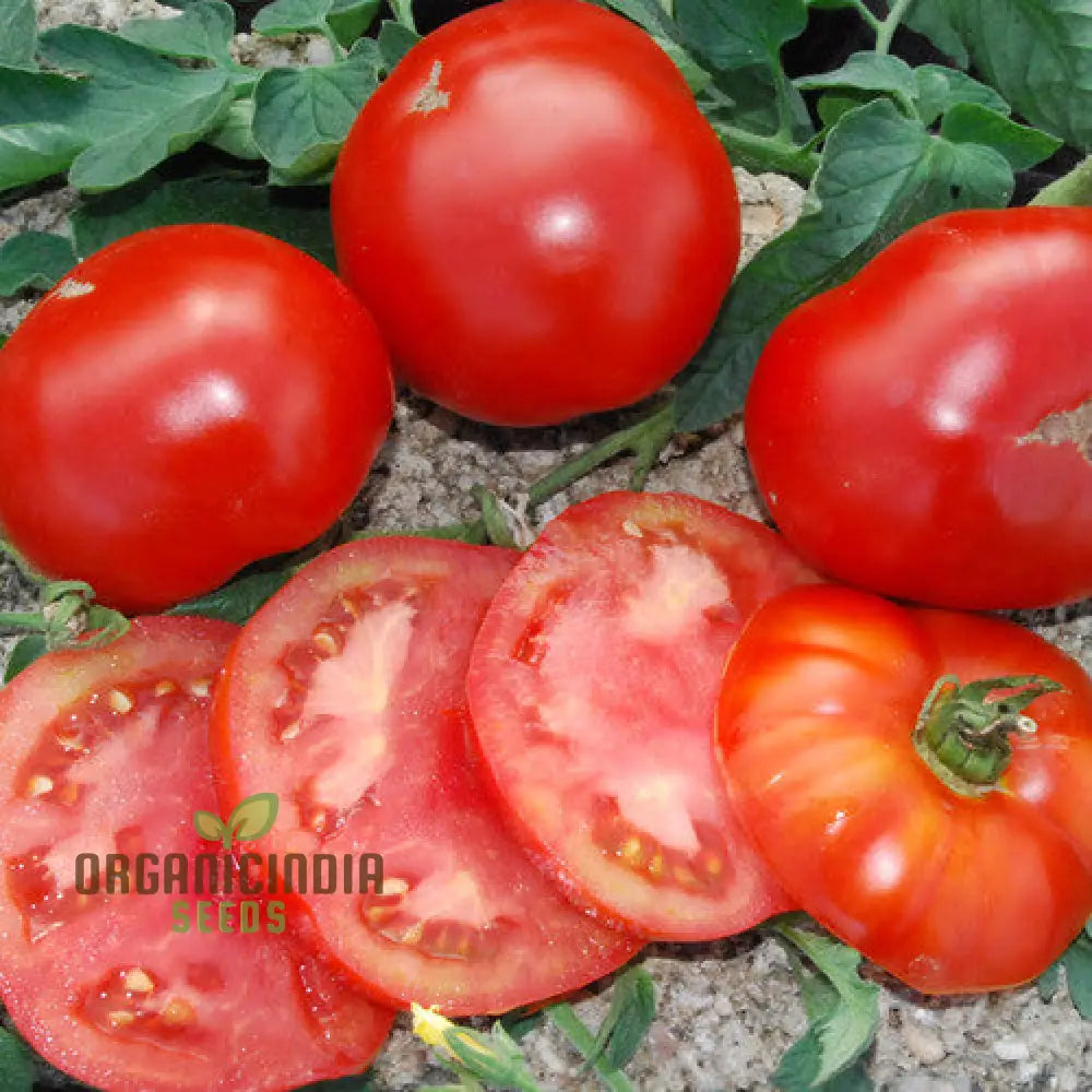 Tomato John Baer Seeds - Premium Heirloom For Exceptional Gardening Results Perfect Your Home