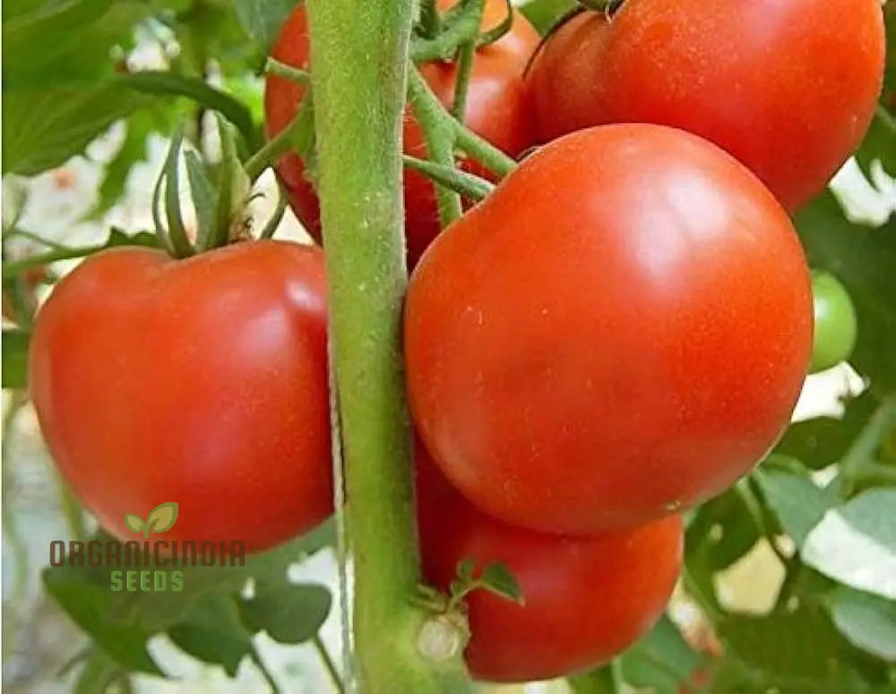 Tomato John Baer Seeds - Premium Heirloom For Exceptional Gardening Results Perfect Your Home