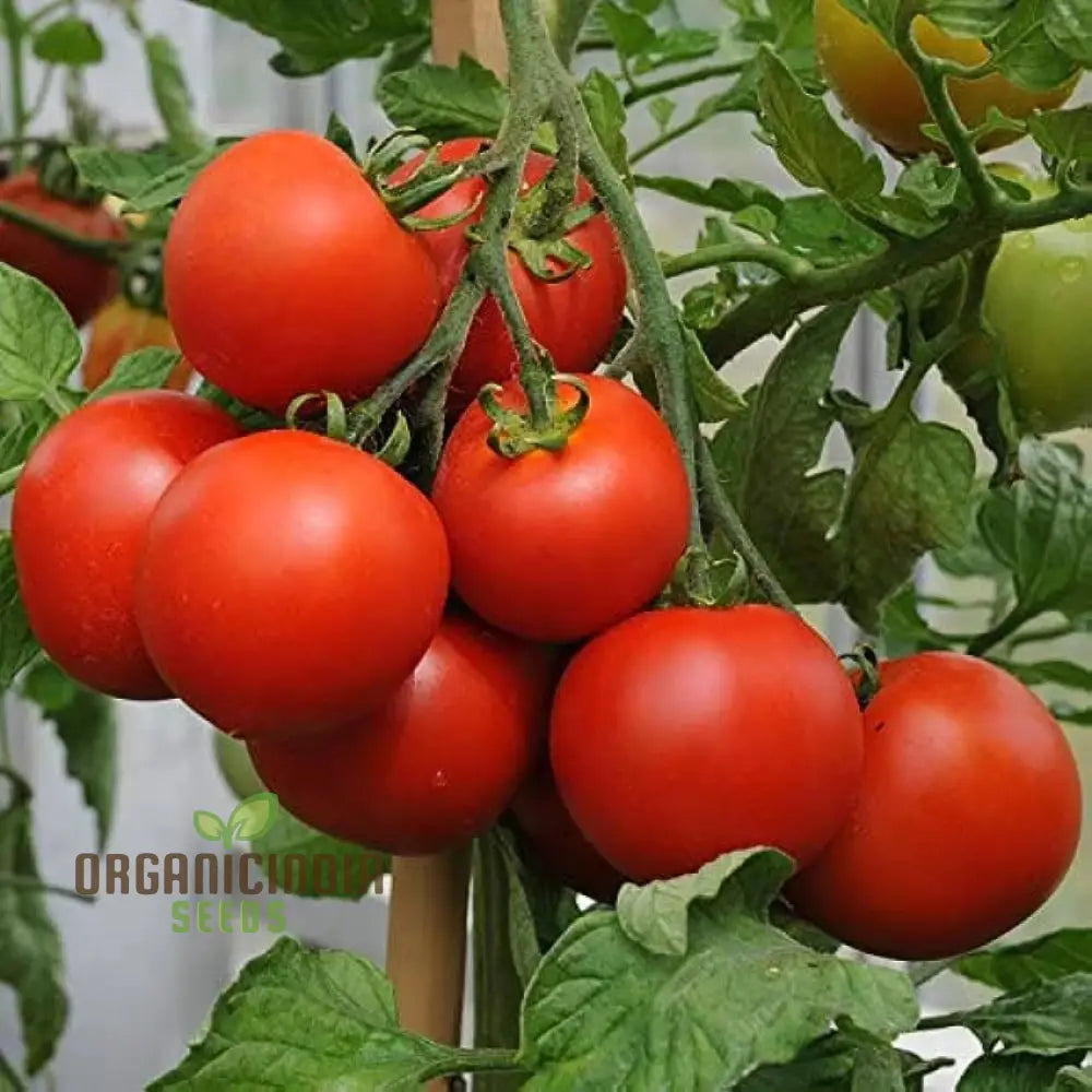 Tomato John Baer Seeds - Premium Heirloom For Exceptional Gardening Results Perfect Your Home