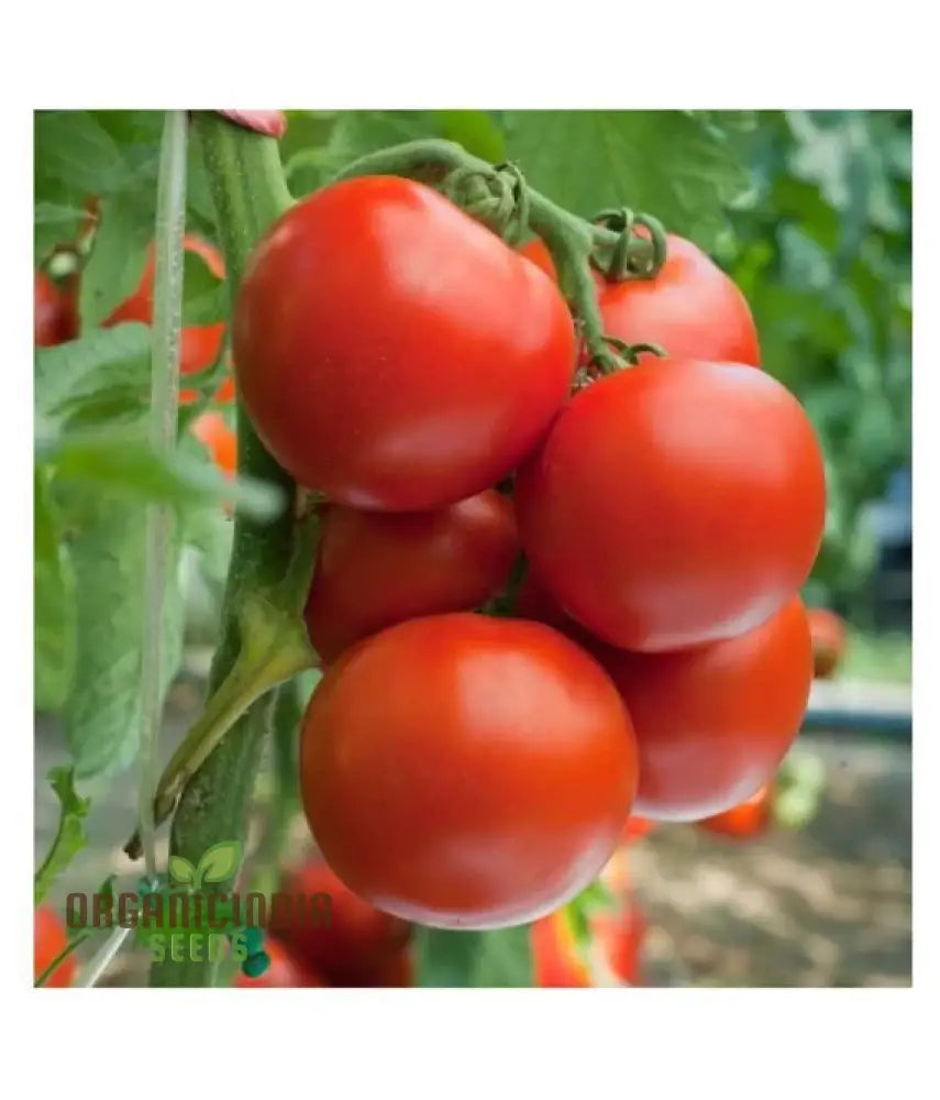 Tomato John Baer Seeds - Premium Heirloom For Exceptional Gardening Results Perfect Your Home